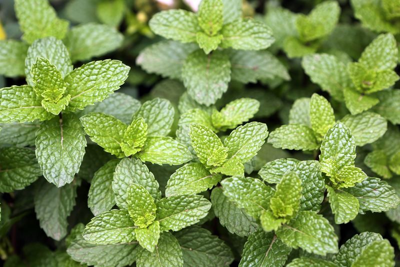Mint