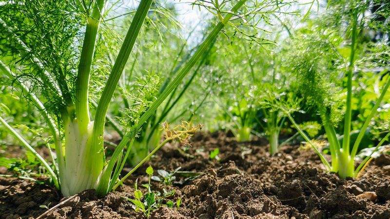 Fennel: The Garden Bully