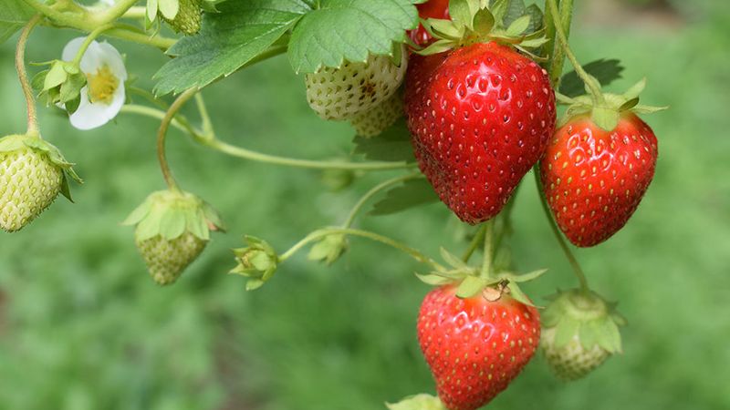 Strawberries - Ground Cover Complications