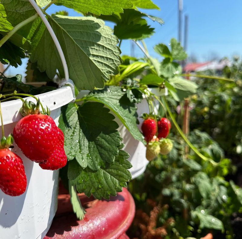 Strawberries: Sweet Hanging Success
