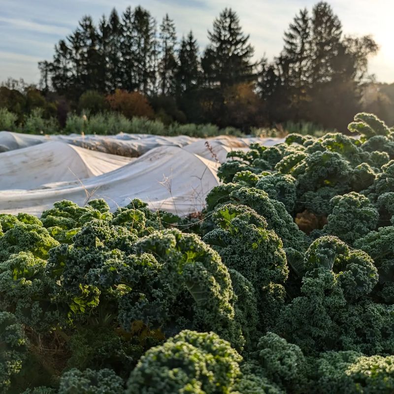Kale Keeps You Waiting