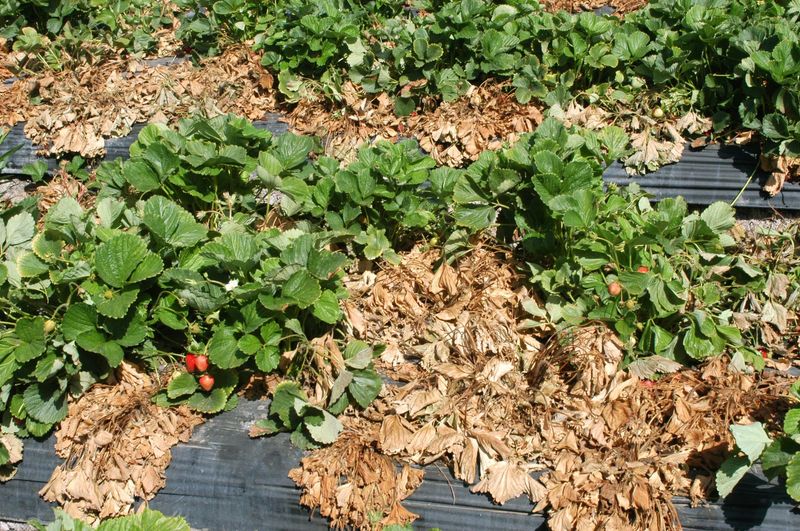 Strawberries: Berry Bad Neighbors