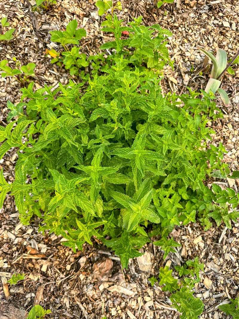 Mint: The Garden Invader