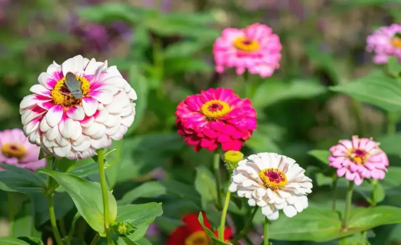 Zinnias Zip Out Quickly