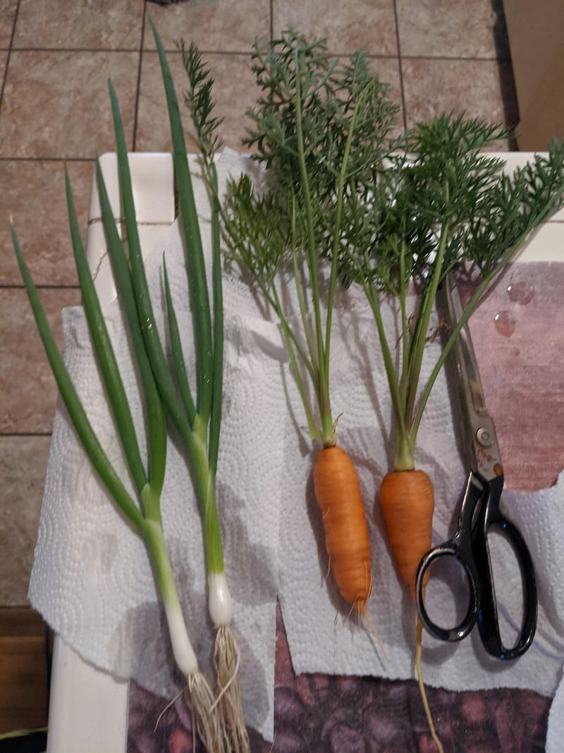 Carrots and Onions: Underground Allies
