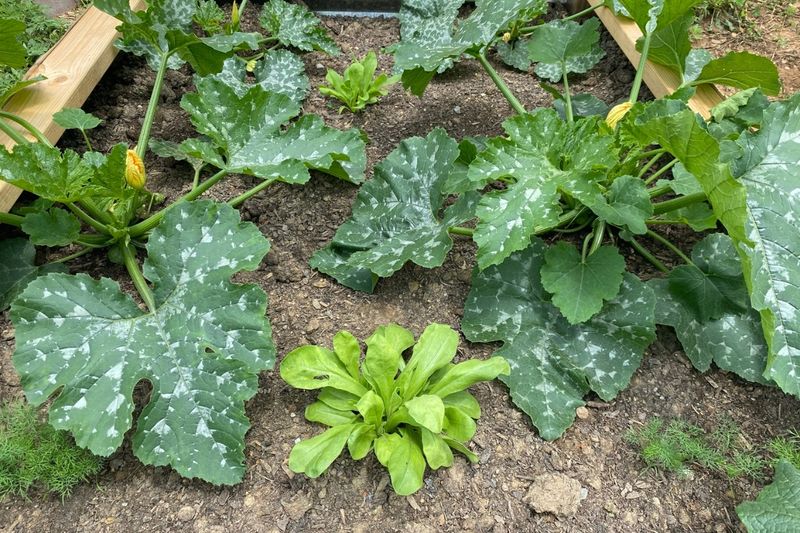 Squash