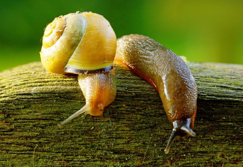 Slug Deterrent