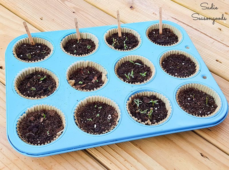 Muffin Tin Seedling Starters