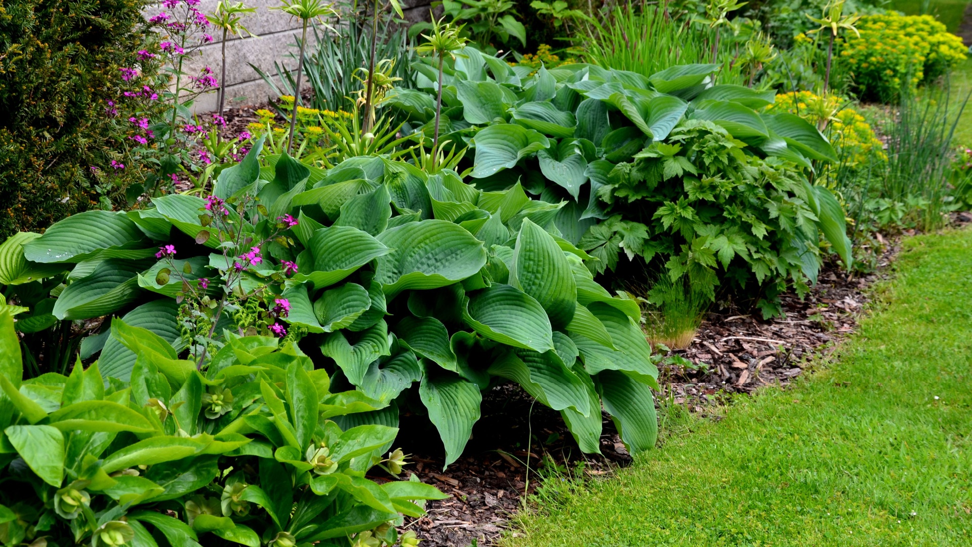 shade garden plants