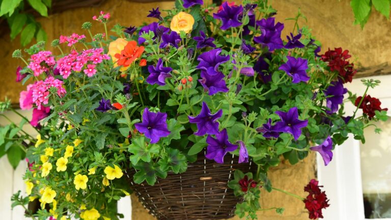 hanging baskets