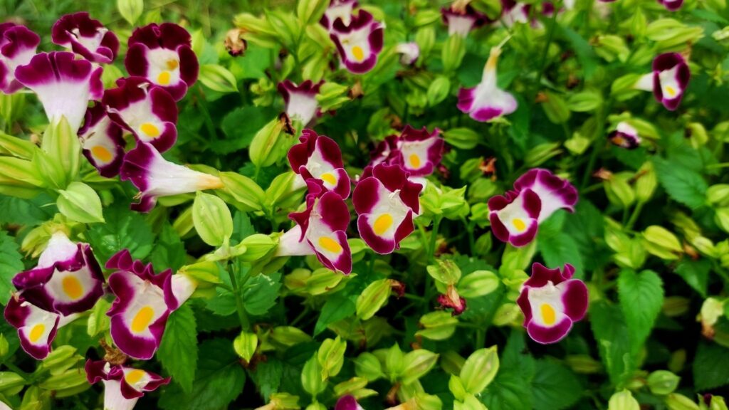 torenia