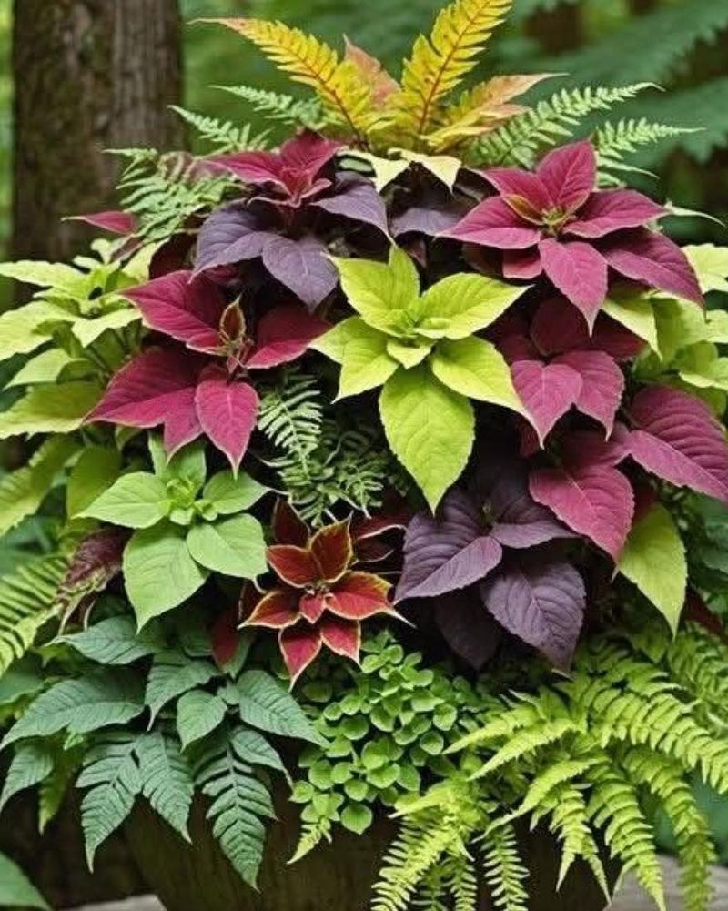 Coleus