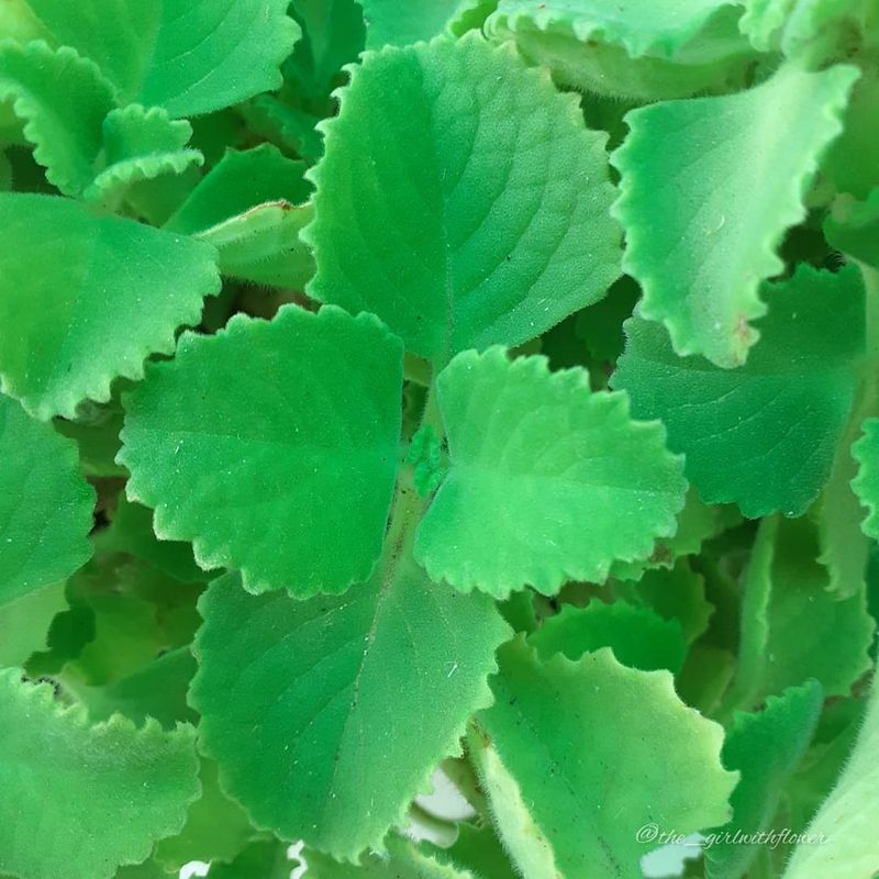 Stubborn Bishop's Weed