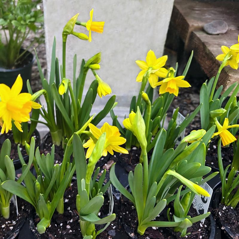 Miniature Daffodils