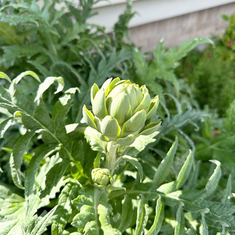 Artichokes: Architectural Disasters