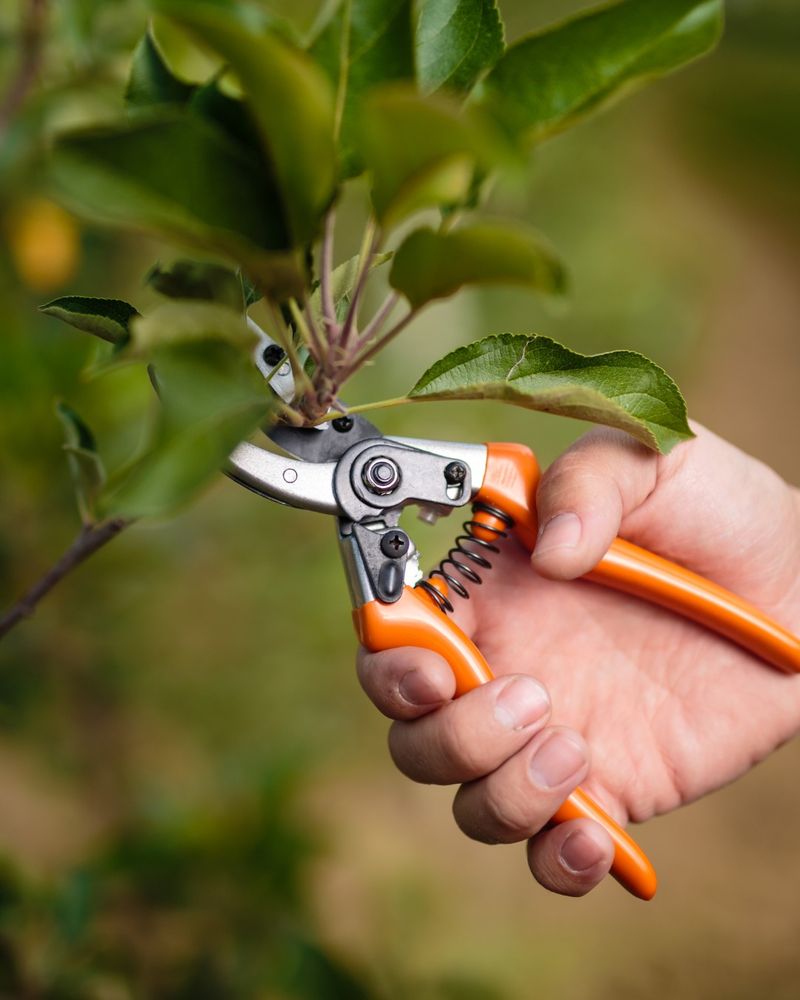 Improper Pruning