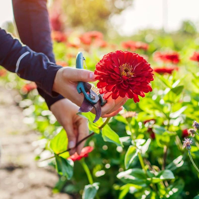 Improper Harvest Techniques