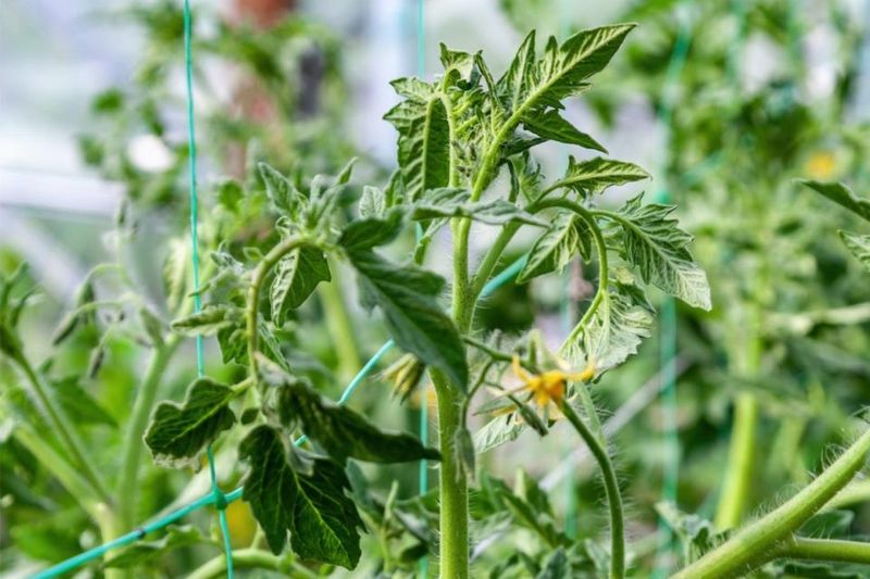 Improper Pruning Removes Fruit Potential