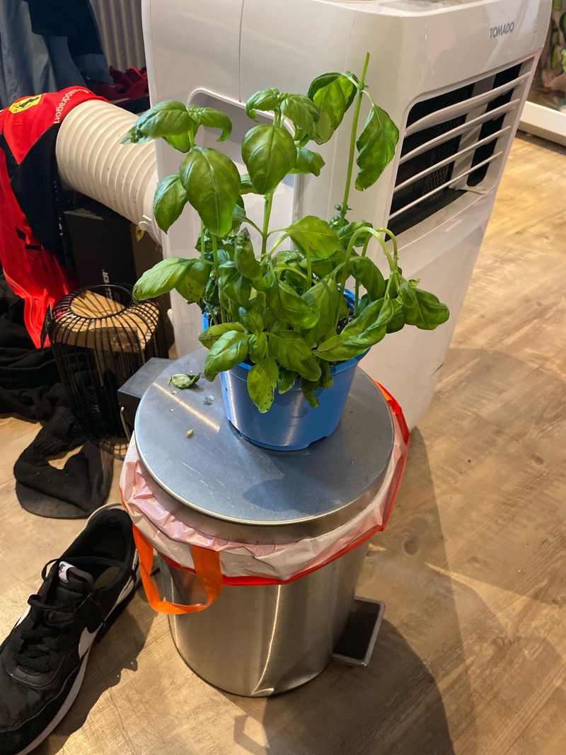 Maintain Proper Watering