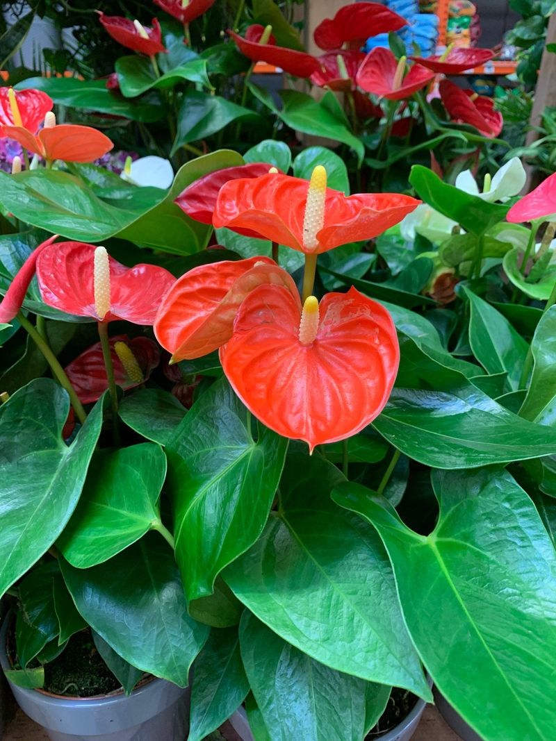 Anthurium