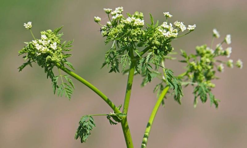 Water Hemlock