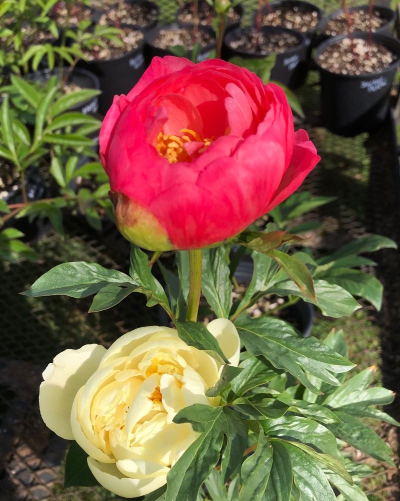 Container Peonies