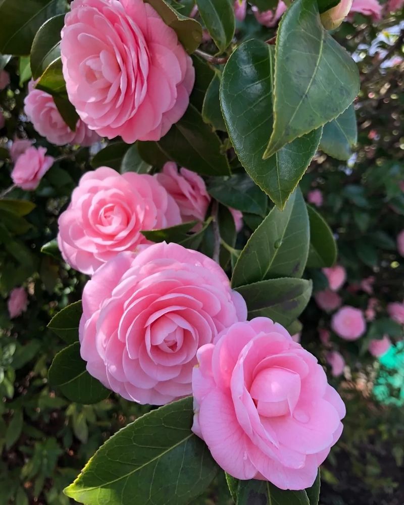 Camellia (Camellia japonica)