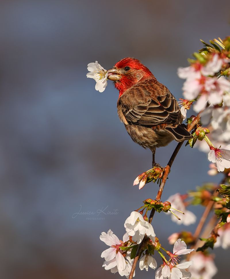 House Finch
