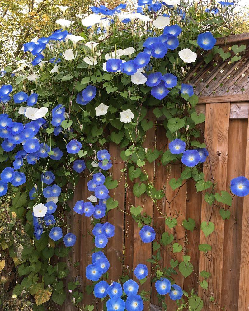 Morning Glory