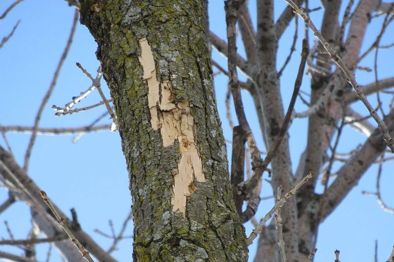 Trees Infected With Untreatable Diseases