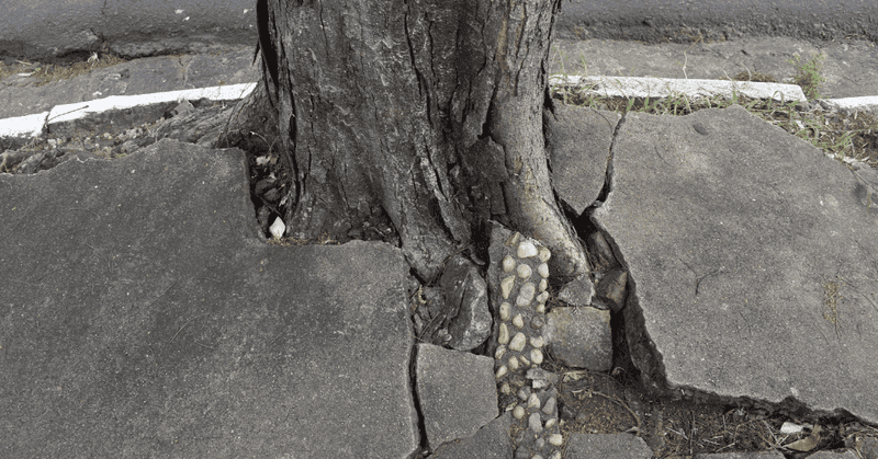 Roots Damaging Foundations Or Utilities
