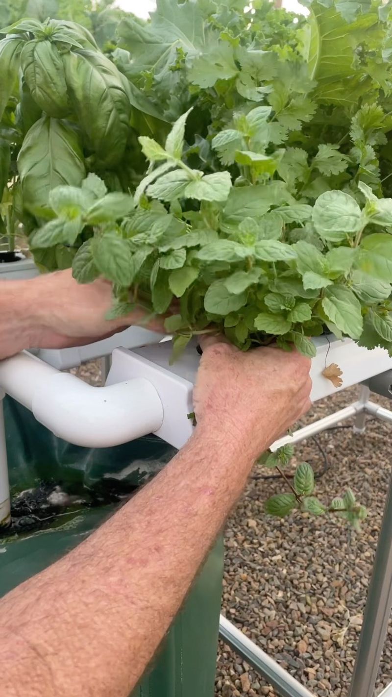 Salad Table Gardens