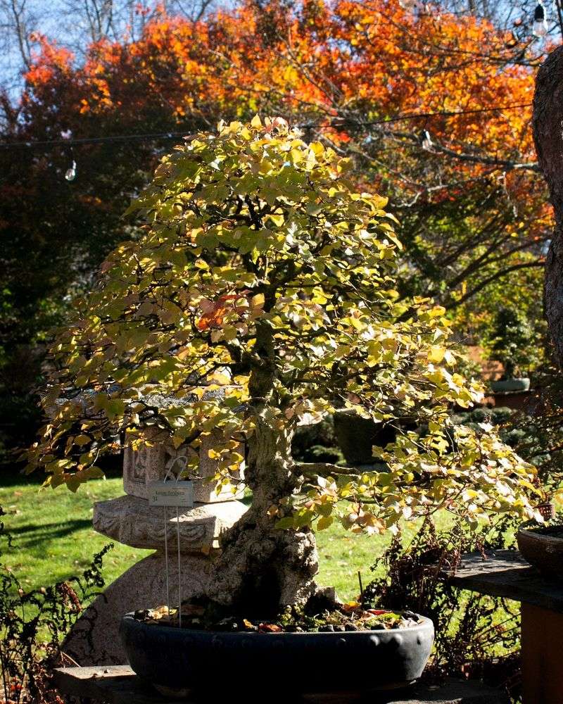 Japanese Hornbeam