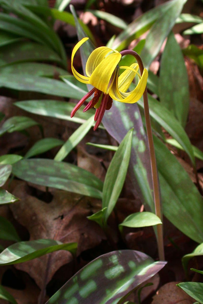 Erythronium