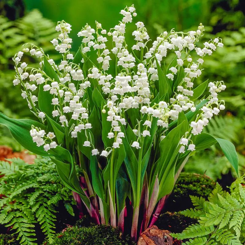 Lily-of-the-Valley