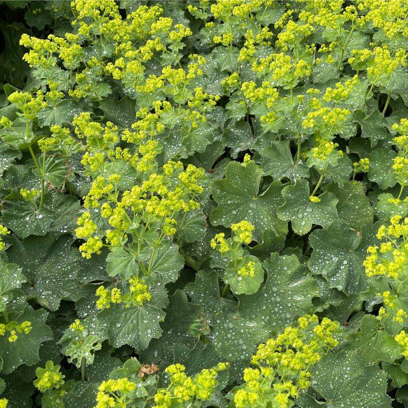 Lady's Mantle