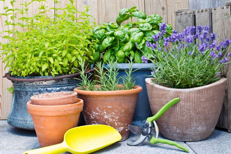 Heat-Loving Mediterranean Pots