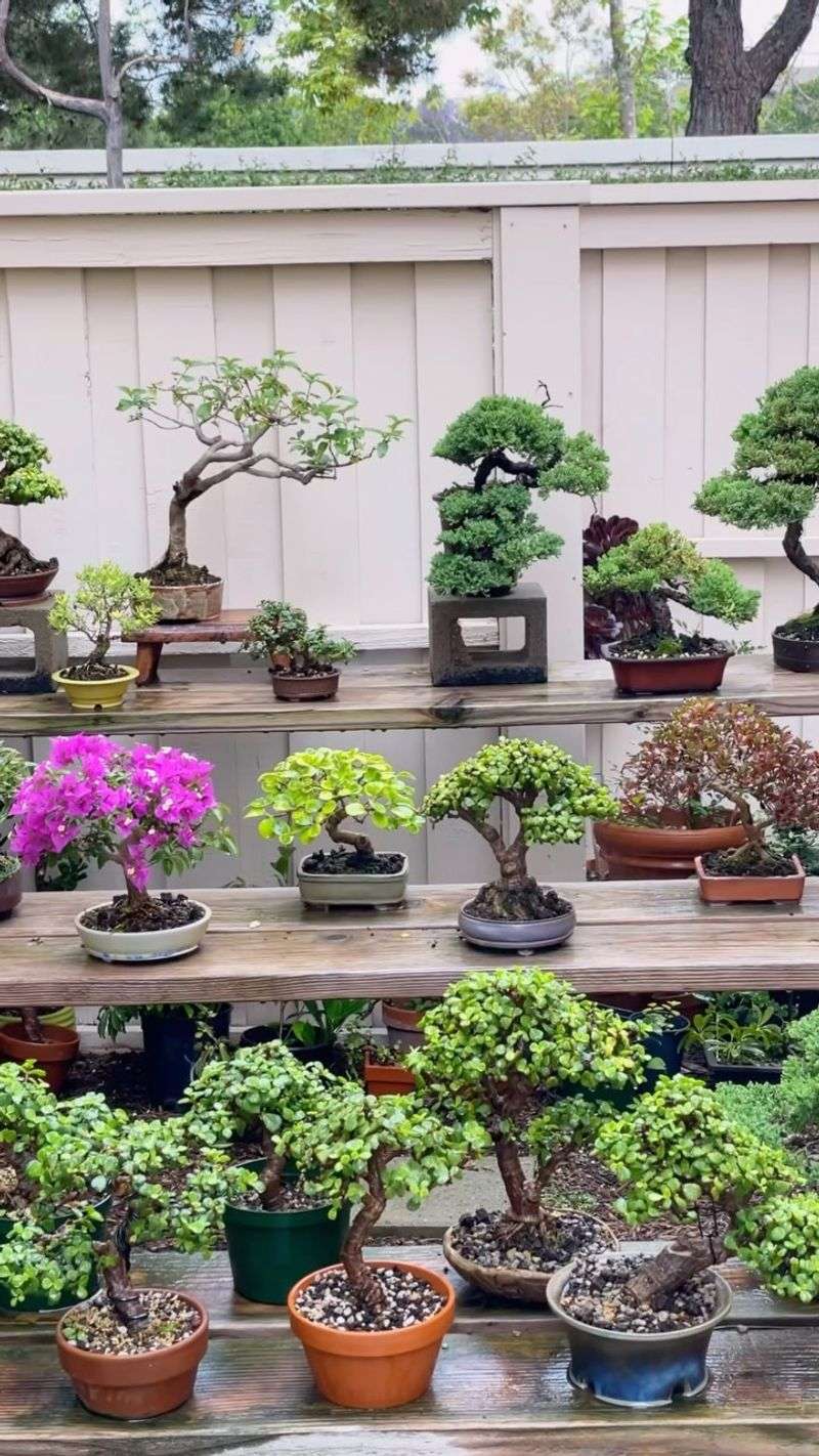 Bonsai Collections