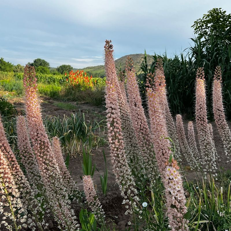 Energetic Eremurus