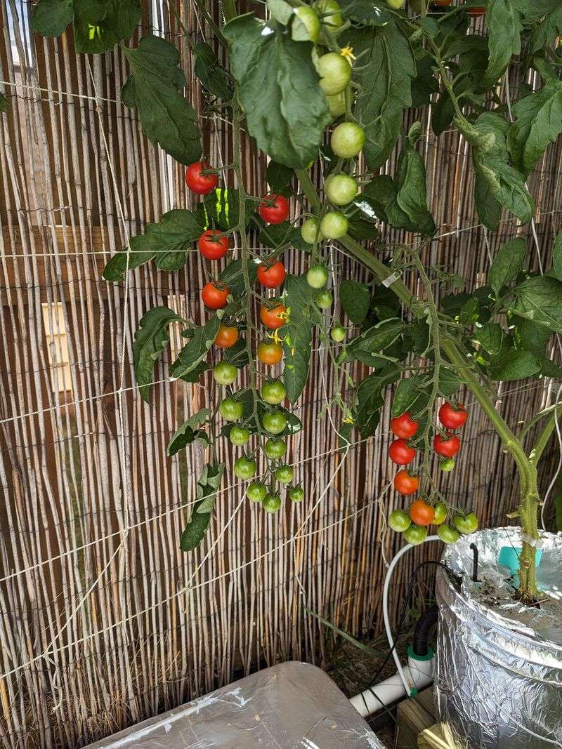 Harvesting Strategies