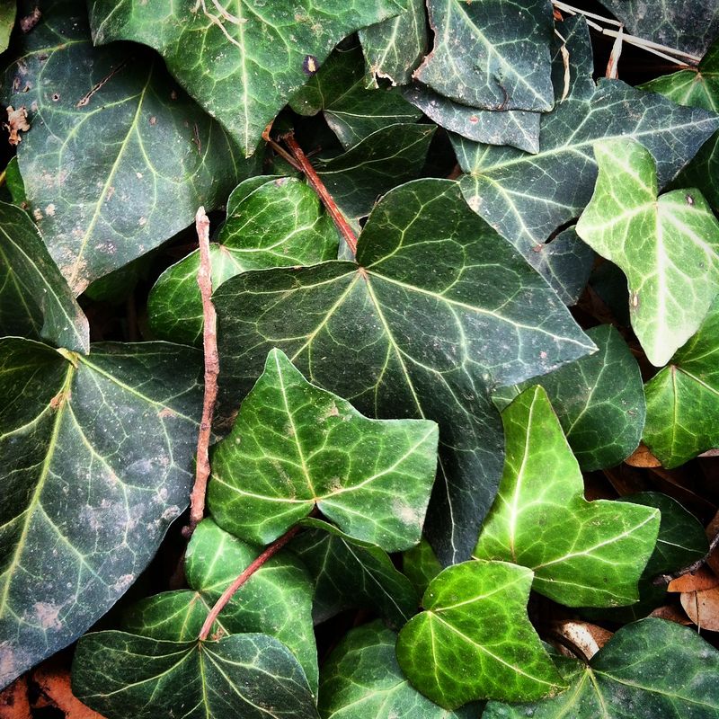 Rampant English Ivy