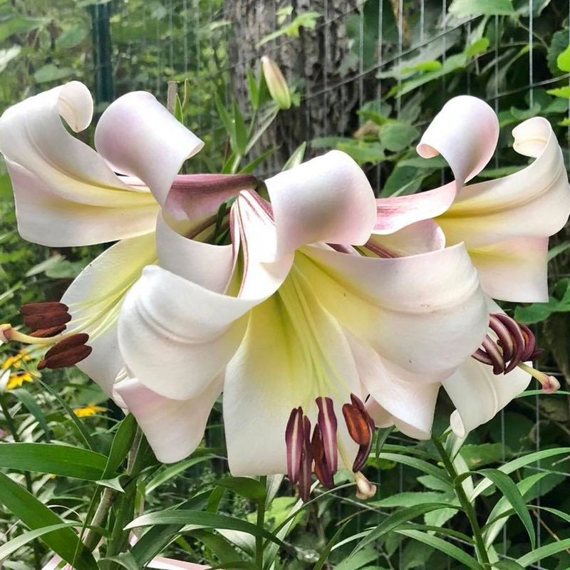 Orienpet Hybrid Lilies