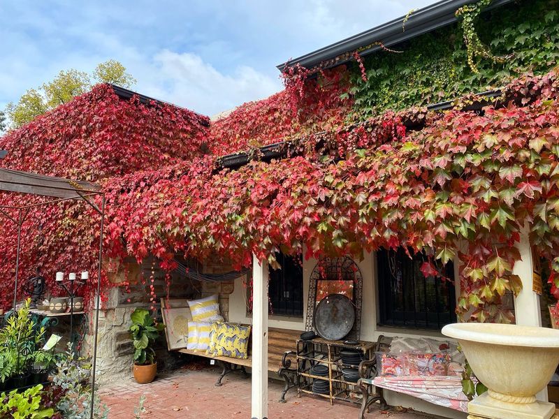 Virginia Creeper