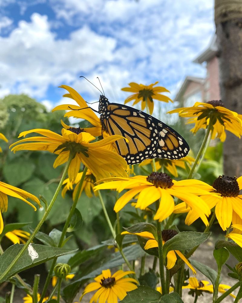Black-Eyed Susan