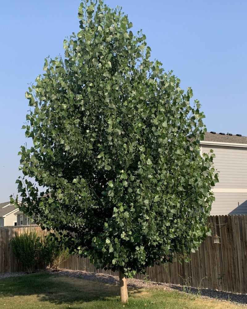 Poplar Trees