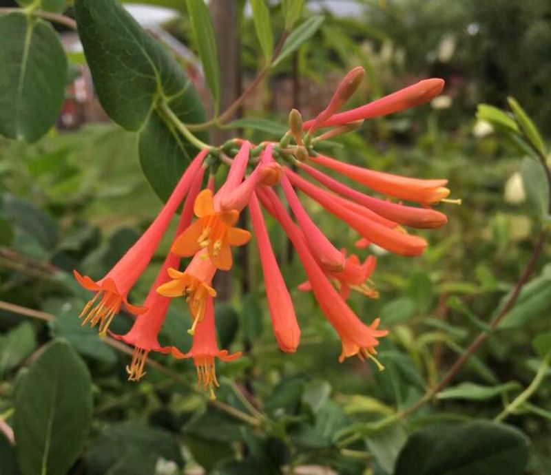 Coral Honeysuckle