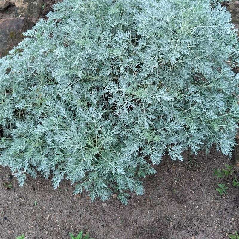 Wormwood