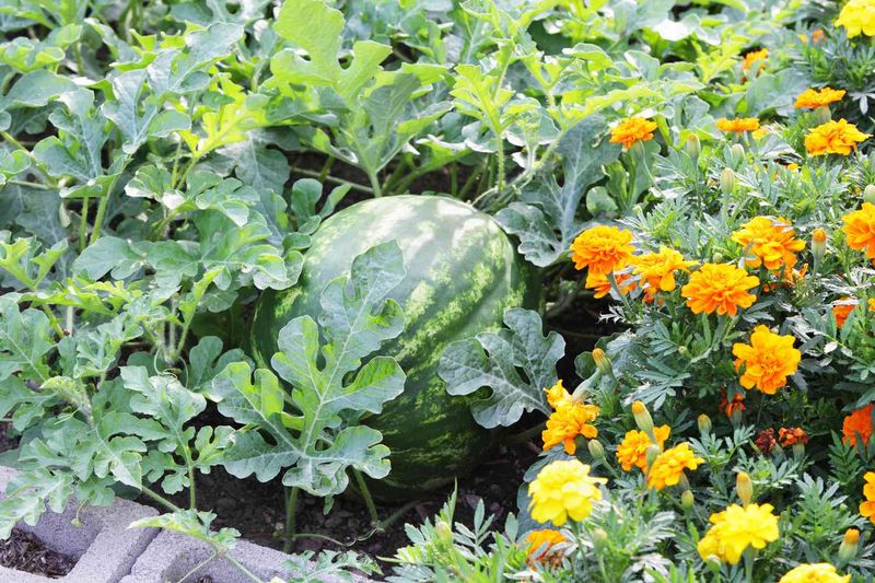 Companion Plant For Better Results