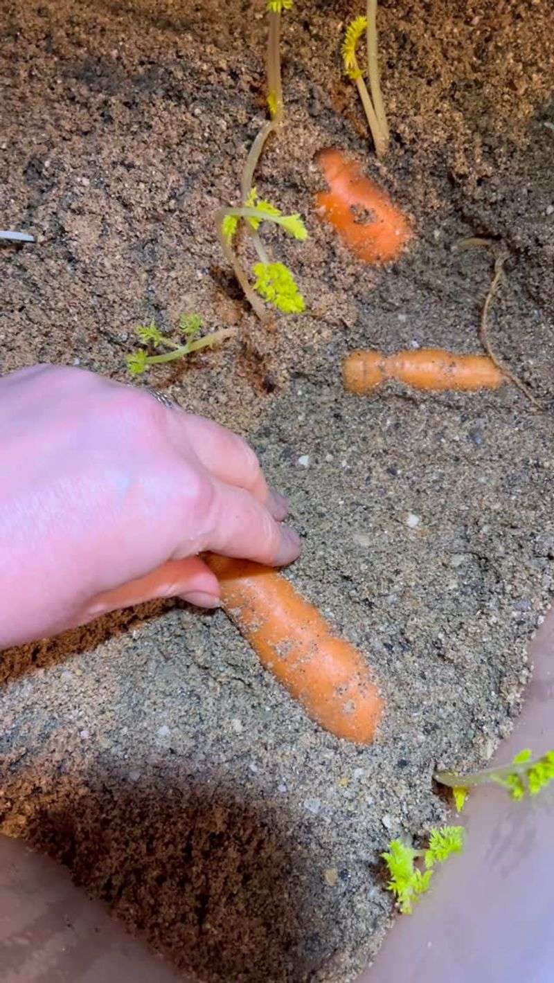 Store Your Harvest Properly