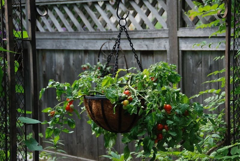 Utilize Container Gardening